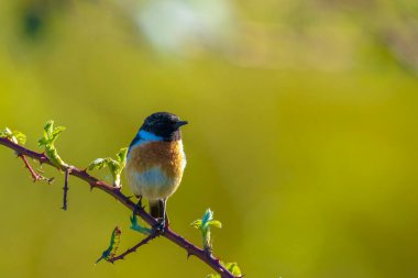 Stonechat, Saxicola rubicola, sabah güneşinde şarkı söyleyen erkek kuş.