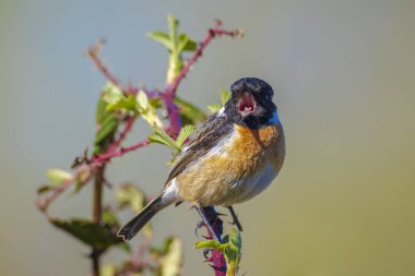 Stonechat, Saxicola rubicola, sabah güneşinde şarkı söyleyen erkek kuş.