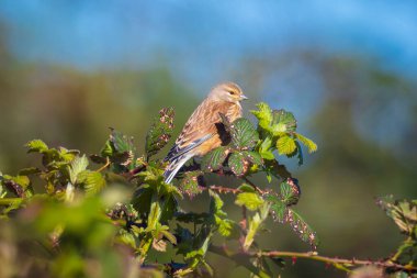 Linnet erkek kuşu Carduelis Cannabina 'nın yakın plan portresi, bahar mevsiminde bir eş arıyor ve sergiliyor. Sabahın erken saatlerinde şarkı söyleyerek. 