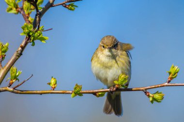 Yaygın bir chiffchaff kuşunun yakın çekimi, Phylloscopus collybita, güzel bir bahar gününde yeşil bir arka planda şarkı söylüyor..