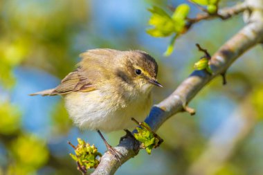 Yaygın bir chiffchaff kuşunun yakın çekimi, Phylloscopus collybita, güzel bir bahar gününde yeşil bir arka planda şarkı söylüyor..