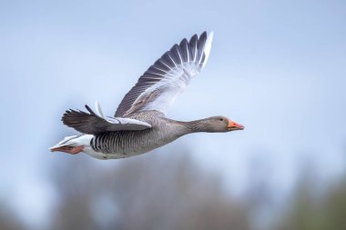 Gri-lag kaz Anser 'in mavi gökyüzüne karşı uçuşu.