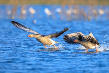Gri-lag kaz Anser Anser 'in, güneşli bir günde, açık mavi gökyüzü ile su yüzeyinin üzerinde uçuşu.