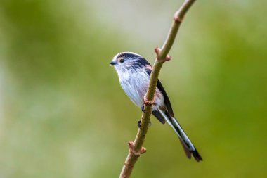 Bir uzun kuyruklu baştankara veya bushtit, uzun kuyruklu Bayağı uzunkuyruk, bir ormanda yiyecek arama sırasında sonbahar kuş closeup. Kısa, güdük bill ve çok uzun, dar bir kuyruklu küçük bir yuvarlak gövdeli baştankara.