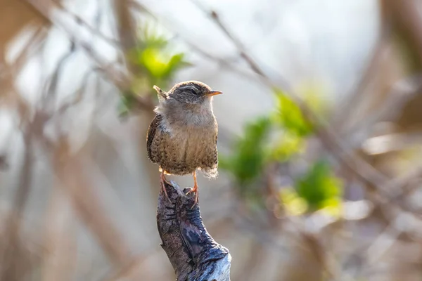 Zbliżenie Euroazjatyckiego Ptaka Wren Troglodytów Troglodytów Śpiew Ptaków Lesie Wiosną — Zdjęcie stockowe