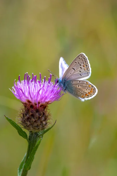 Early Morning Common Blue Butterfly Polyommatus Icarus Pollinating Flower Meadow — Stock Photo, Image