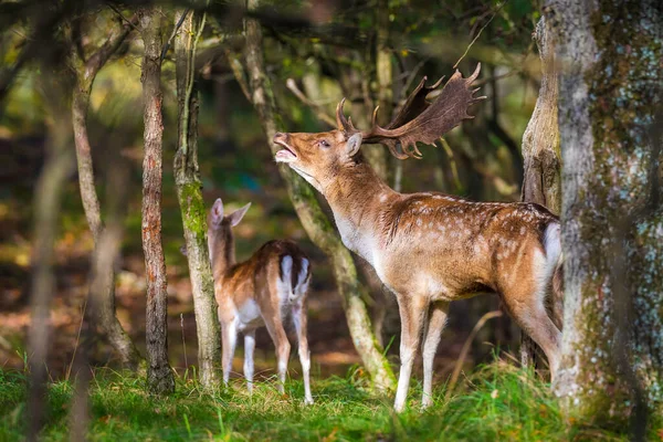 Çiftleşme Mevsiminde Büyük Boynuzları Olan Fallow Deer Dama Dama Erkek — Stok fotoğraf