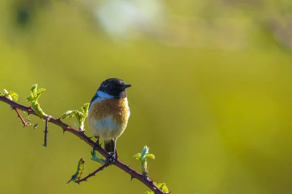 Stonechat Saxicola Rubicola Male Bird Close Singing Morning Sun — Stock Photo, Image