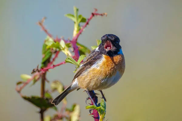 Stonechat Saxicola Rubicola Sabah Güneşinde Şarkı Söyleyen Erkek Kuş — Stok fotoğraf