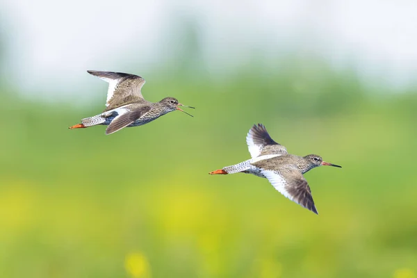 Güzel Redshank Tringa Totanus Kuşu Uçuyor Avrasya Balıkçıl Kuşları Hollanda — Stok fotoğraf