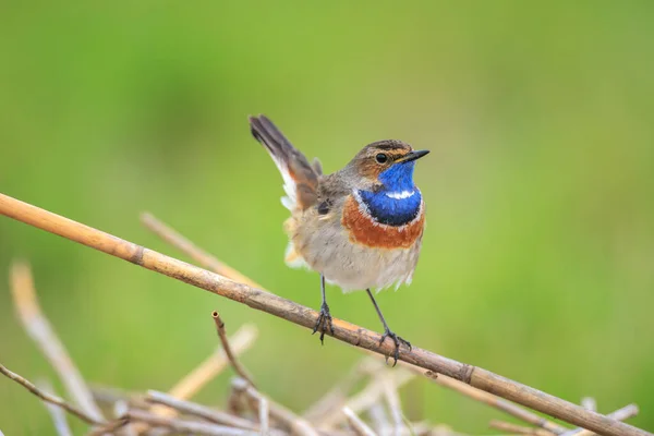 Blue Throat Bird Luscinia Svecica Cyanecula Singing Attract Female Breeding — Stock Photo, Image
