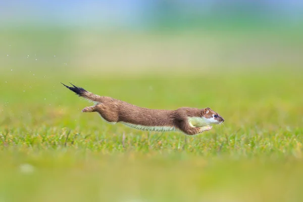 采猎时在草场上奔跑和跳跃的雪貂的尸体 图库图片