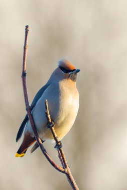 Bohemya balmumu, Bombycilla garrulus, göçmen kuş Hollanda 'da pek çok kuş gözlemcisini çeken nadir bir ziyaretçidir..