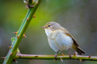 Söğüt bülbülü Phylloscopus trochilus 'un yakın çekimi, güzel bir yaz akşamında yeşil, canlı bir arka planda yumuşak bir ışık ile şarkı söylüyor..