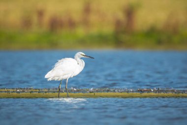 Küçük bir balıkçıl, Egretta Garzetta, balık tutma.