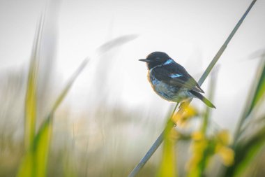 Stonechat, Saxicola rubicola, kuşların sabah güneşi altında ötüşü.
