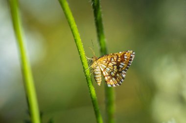  Çimenli bir çayıra yakın, Chiasmia Clathrata, yeşil otların arasında tünemiş güve.