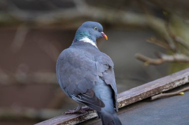Kereste güvercini columba palumbus 'un yakın çekimi, bahar mevsiminde ağaçta tünemiş çiçek yiyor.