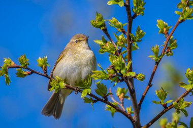 Yaygın bir chiffchaff kuşunun yakın çekimi, Phylloscopus collybita, güzel bir bahar gününde yeşil bir arka planda şarkı söylüyor..