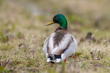 Erkek bir yaban ördeği, Anas platyrhynchos, çimlerin üzerinde gururla durur..