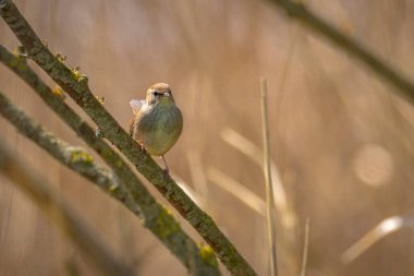Bahar mevsiminde bir Cetti bülbülü, cettia cetti, kuş cıvıltısı ve yeşil bir ormana tünemiş..