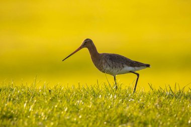Siyah kuyruklu bir Godwit, Limosa Limosa, öğleden sonra güneşi önündeyken tarlada avazı çıktığı kadar bağıran dalgıç kuşu. Avrupa nüfusunun çoğu Hollanda 'da ürer..