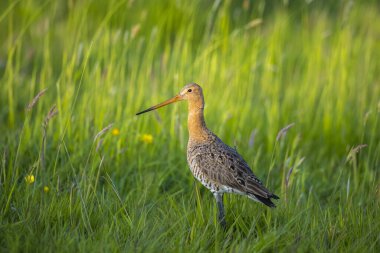 Siyah kuyruklu bir Godwit, Limosa Limosa, öğleden sonra güneşi önündeyken tarlada avazı çıktığı kadar bağıran dalgıç kuşu. Avrupa nüfusunun çoğu Hollanda 'da ürer..