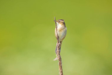 Sedge Warbler kuşuna yakın olan Acrocephalus schoenobaenus üreme mevsiminde bir dişiyi cezbetmek için şarkı söyler.