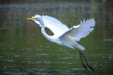 Büyük balıkçıl Ardea alba 'nın yakın çekimi, uçan balıkçıl kuşu, gün batımında gölde balık tutuyor.