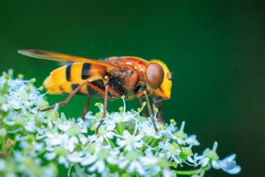 Volucella zonaria 'nın yakın çekimi, eşekarısı uçan sineği gibi, beyaz çiçeklerle nektar besliyor.