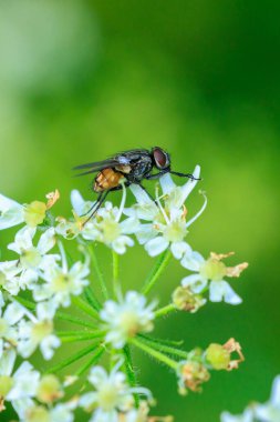 Yüz sineği ya da sonbahar sineği (Musca autumnalis), bir sığır ve at sürüsüdür.. 