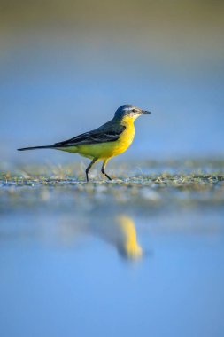 Bahar mevsiminde güneşli bir günde, erkek bir batı sarı kuyruklu Motacilla flava 'nın kapanışı..