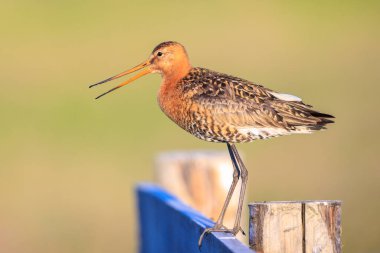 Siyah kuyruklu bir Godwit, Limosa Limosa, öğleden sonra güneşi önündeyken tarlada avazı çıktığı kadar bağıran dalgıç kuşu. Avrupa nüfusunun çoğu Hollanda 'da ürer..