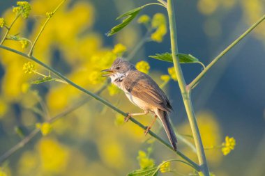 Beyazboğaz kuşu Sylvia Communis, yeşil bir çayırda yiyecek arıyor.