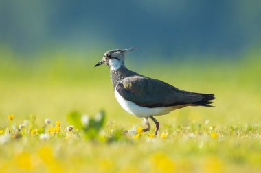 Kuzey kanadı, Vanellus Vanellus, parlak güneş ışığı altında bir çayırda yiyecek arıyor..