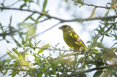 Baharda renkli ispinoz kuşu Chloris Chloris şarkı söylüyor