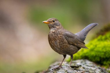 Erkek bir Avrupalı Karatavuk, turdus merula, dişi kuş ormana tünemiş.