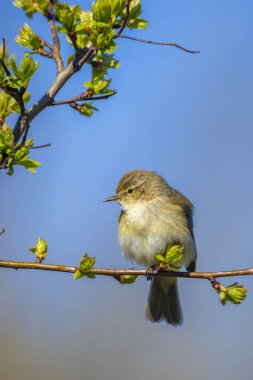 Yaygın bir chiffchaff kuşunun yakın çekimi, Phylloscopus collybita, güzel bir bahar gününde yeşil bir arka planda şarkı söylüyor..