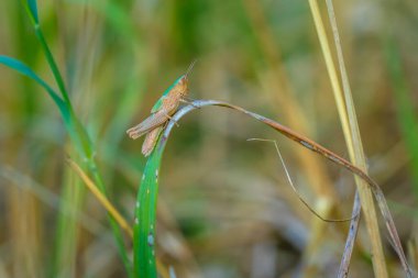 Bozkır çekirgesinin yakın çekimi, korthippus dorsatus, çayırda dinleniyor.