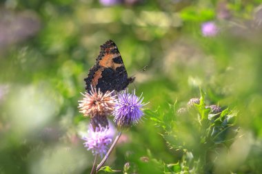 Küçük kaplumbağa kabuğu Aglais urticae kelebeğine yakın çekim. Doğa tarafından izole edilmiş.