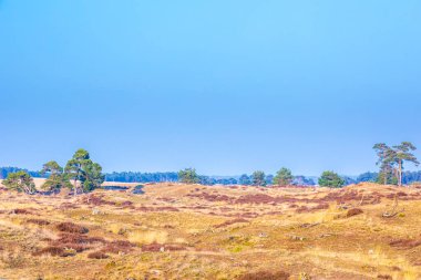 Renkli bozkır manzarası, Ulusal Park Hoge Veluwe Holland İlkbaharda