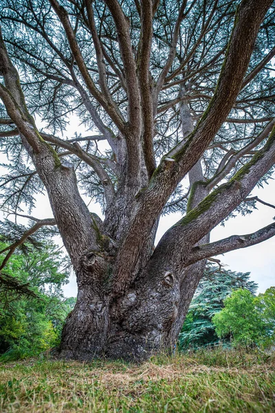 Büyük, yaşlı İskoç çam ağacı Pinus Sylvestris tarlasında büyük bir ağaç gövdesi