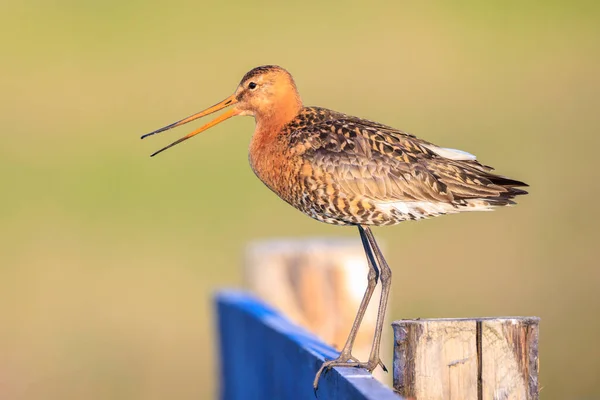 stock image A black-tailed godwit, Limosa Limosa, wader bird calling and shouting on farmland with afternoon sunlight in front of him. Most of the European population breed in the Netherlands.