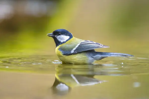 Closeup portrait of a Great tit bird, Parus Major, bathing in water in a forest