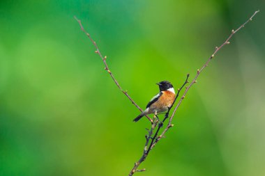 Stonechat, Saxicola rubicola, sabah güneşi altında şarkı söylemek.