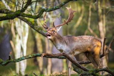 Çiftleşme mevsiminde büyük boynuzları olan Fallow deer Dama Dama erkek geyiği. Sonbahar güneşi ve doğa renkleri arka planda açıkça görülebilir..