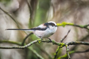 Bir uzun kuyruklu baştankara veya bushtit, uzun kuyruklu Bayağı uzunkuyruk, bir ormanda yiyecek arama sırasında sonbahar kuş closeup. Kısa, güdük bill ve çok uzun, dar bir kuyruklu küçük bir yuvarlak gövdeli baştankara.