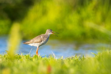 Çiftlik arazilerinde yiyecek arayan bir totanusu ezen yaygın bir Redshank.