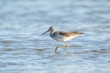 Yaygın yeşillik, Tringa nebularia, sulak alanlarda avlanan balıkçı kuşları.