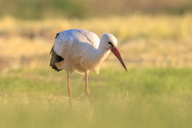 Leylek, ağustos böceği, nehir kıyısındaki çimlerde arama..